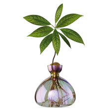 Lade das Bild in den Galerie-Viewer, Avocado Vase - let's plant Avocado