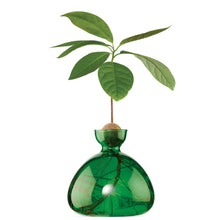 Lade das Bild in den Galerie-Viewer, Avocado Vase - let's plant Avocado