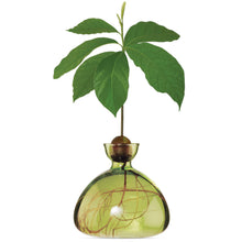 Lade das Bild in den Galerie-Viewer, Avocado Vase - let's plant Avocado