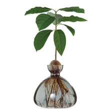 Lade das Bild in den Galerie-Viewer, Avocado Vase - let's plant Avocado