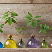 Lade das Bild in den Galerie-Viewer, Avocado Vase - let's plant Avocado