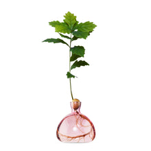 Lade das Bild in den Galerie-Viewer, Acorn Vase - ein guter Zeitpunkt, um Eichen zu pflanzen