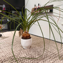 Lade das Bild in den Galerie-Viewer, Kerzenhalter und Blumenübertopf
