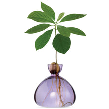 Lade das Bild in den Galerie-Viewer, Avocado Vase - let&#39;s plant Avocado

