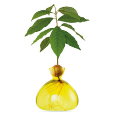 Lade das Bild in den Galerie-Viewer, Avocado Vase - let&#39;s plant Avocado
