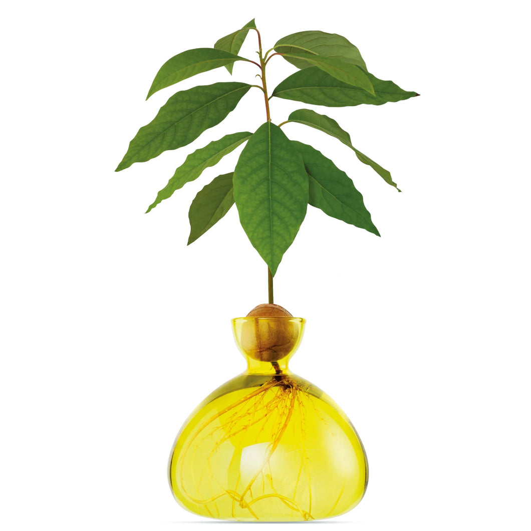 Avocado Vase - let's plant Avocado