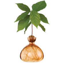 Lade das Bild in den Galerie-Viewer, Avocado Vase - let&#39;s plant Avocado
