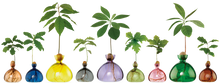 Lade das Bild in den Galerie-Viewer, Avocado Vase - let&#39;s plant Avocado
