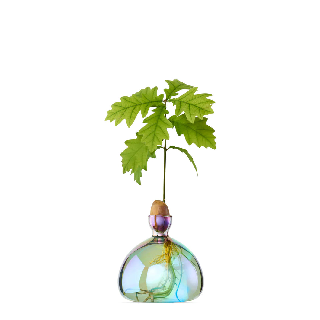 Acorn Vase - ein guter Zeitpunkt, um Eichen zu pflanzen